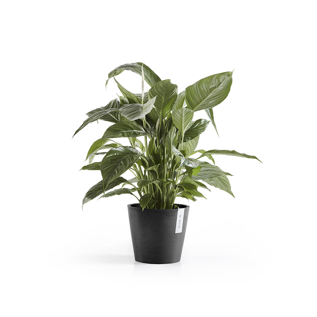 Ecopots Amsterdam Pflanztopf – Ø 20 × 17,5 cm – Recycling-Kunststoff, Dunkelgrau