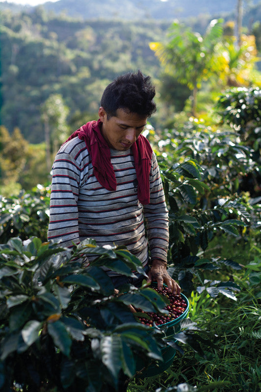 Tropical Mountains Angelito Kaffeebohnen – 1 kg – Arabica – Leichte Röstung – Intensität 2/6 – Bio, Fairtrade