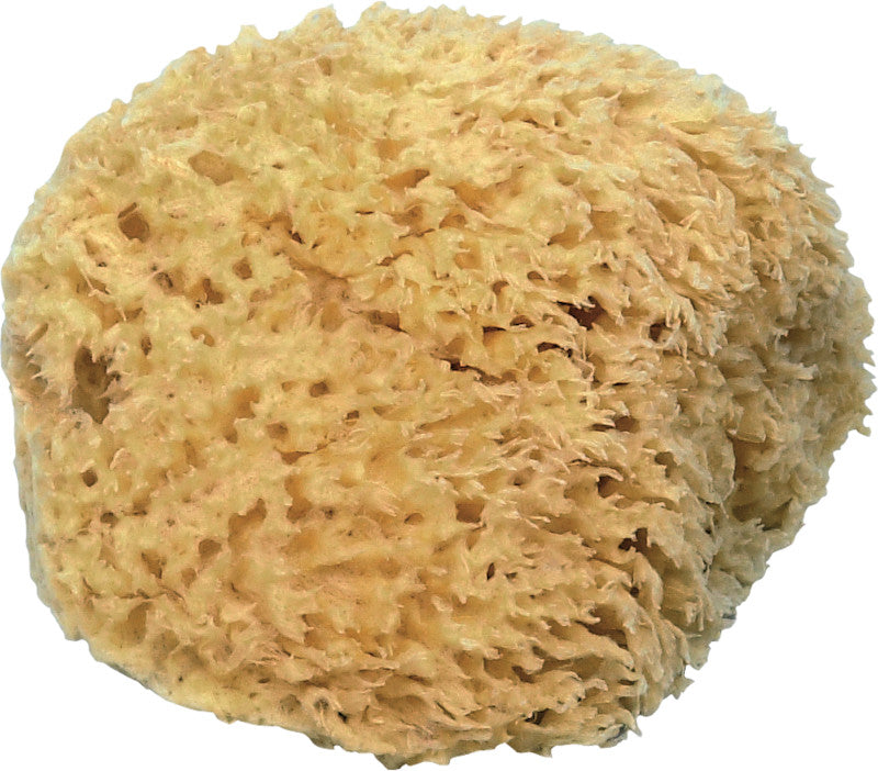 Naturschwamm – Ø 15–16 cm, braun, 1 Stk.