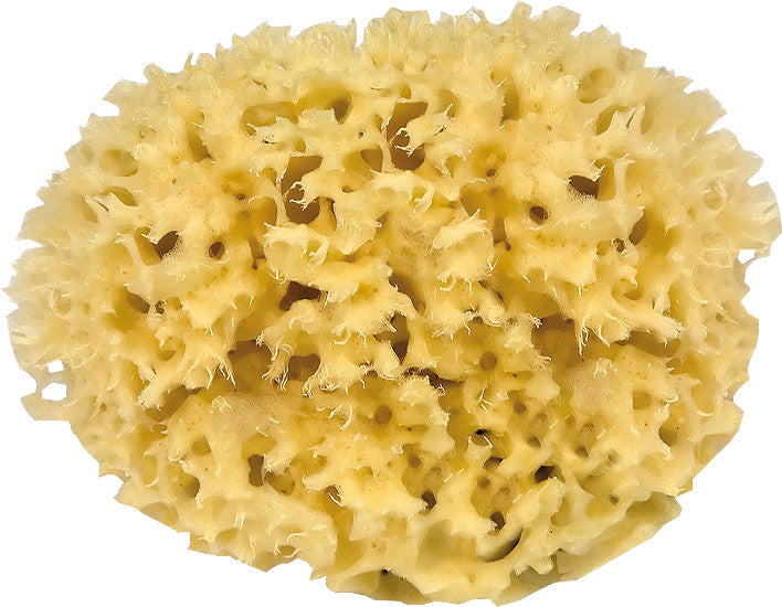 Naturschwamm – Ø 14–15 cm, braun, 1 Stk.